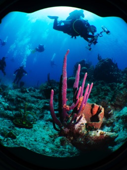 Coral